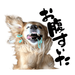 [LINEスタンプ] 我が家の麟太郎(犬)