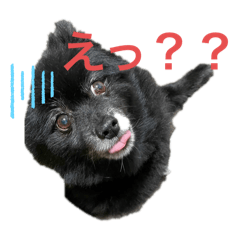 [LINEスタンプ] 黒ポメくまのジルくん