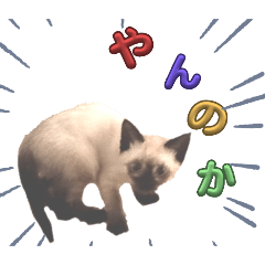 [LINEスタンプ] シャム子猫chocoスタンプ