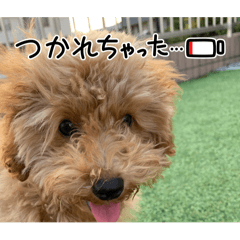 [LINEスタンプ] 愛犬！ココちゃん♡