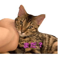 [LINEスタンプ] ベンガル猫 テン