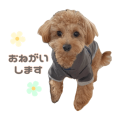 [LINEスタンプ] ポメプーのティム