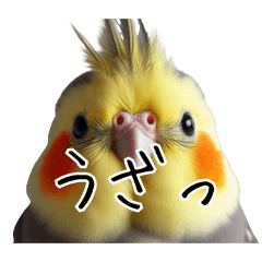 [LINEスタンプ] 煽りまくるオカメインコ 4