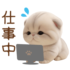 [LINEスタンプ] 可愛いスコティッシュ猫 いま何してる？の画像（メイン）