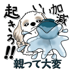 [LINEスタンプ] シーズー犬 『親って大変なんだよね』