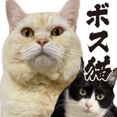 [LINEスタンプ] 元野良ボス猫ニャーゴとつよボムの画像（メイン）