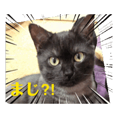 [LINEスタンプ] ねこのりゅうしんv2