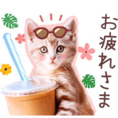 [LINEスタンプ] 夏の猫ちゃんスタンプ♪