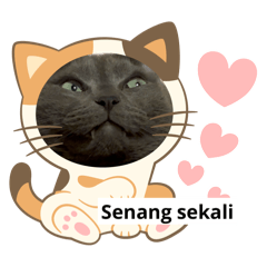 [LINEスタンプ] 日常で使える面白い猫スタンプです