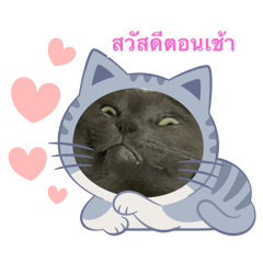 [LINEスタンプ] 日常会話ネコちゃんスタンプ