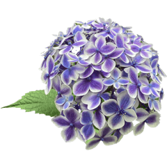 [LINEスタンプ] 紫陽花（文字無し）hydrangea 3