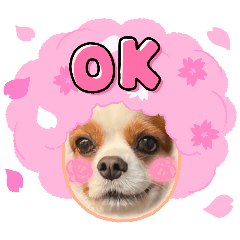 [LINEスタンプ] キャバリア クル②
