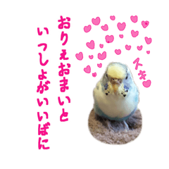 [LINEスタンプ] 個性を出したい方へおくるインコスタンプ3