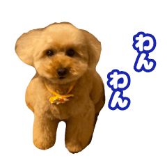 [LINEスタンプ] トイプードル ひめちゃん