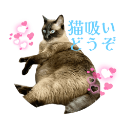 [LINEスタンプ] おもしろ4にゃん