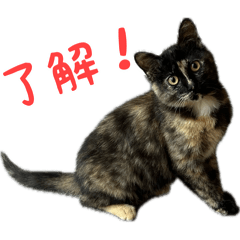 [LINEスタンプ] サビ猫すずの日常