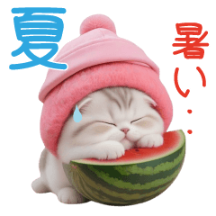 [LINEスタンプ] 夏を感じる スコティッシュ猫とスイカの画像（メイン）