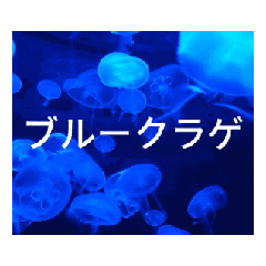 [LINEスタンプ] クラゲ の夏は、いかが？