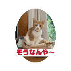 [LINEスタンプ] 飯田家ねこねこ