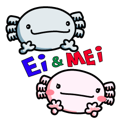 [LINEスタンプ] ウーパールーパーのエイ君とメイちゃんの画像（メイン）