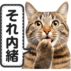 [LINEスタンプ] リアルなキジトラ・キジ白猫で挨拶しよの画像（メイン）