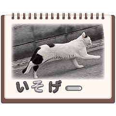 [LINEスタンプ] のらネコの日常