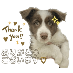 [LINEスタンプ] ログ太スタンプになる。2
