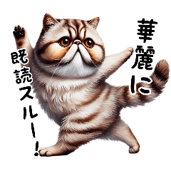 [LINEスタンプ] 毎日使える猫のエキゾチックショートヘア1