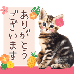 [LINEスタンプ] 背景が動く！夏の猫ちゃんスタンプ♪