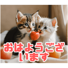 [LINEスタンプ] 子猫愛の結晶