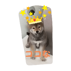 [LINEスタンプ] 柴犬ハクちゃん