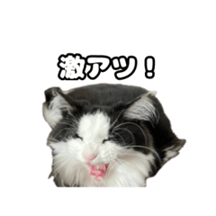 [LINEスタンプ] ソラのまいにちです