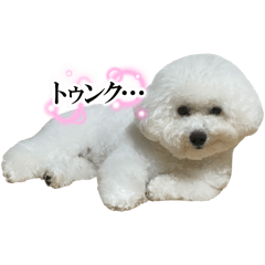 [LINEスタンプ] ビションフリーゼ ベルちゃんスタンプ1st