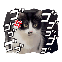 [LINEスタンプ] ねこねこにゃ〜ん(๑>◡<๑)