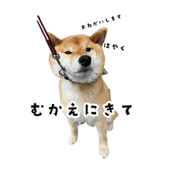 [LINEスタンプ] うちの柴犬スタンプ2(よくつかう)
