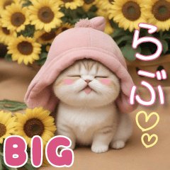 [LINEスタンプ] 夏を感じる スコティッシュ猫の思いやりBIG