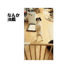 [LINEスタンプ] 動く、！！僕の犬の子！！こまちゃん