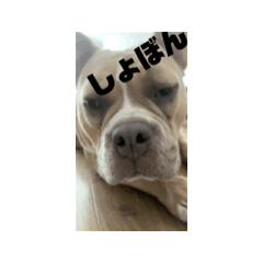 [LINEスタンプ] 近所の犬①