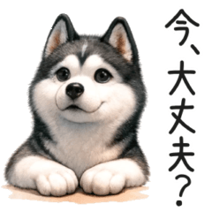 [LINEスタンプ] ハスキーの状況報告【いま何してる？】