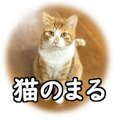 [LINEスタンプ] うちのネコ「まる」の画像（メイン）