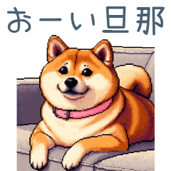 [LINEスタンプ] 嫁用柴犬【日常会話・夫婦・連絡】