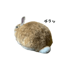 [LINEスタンプ] リアルきなこ