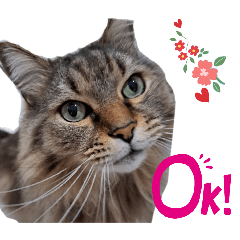 [LINEスタンプ] ラガマフィン ライルのねこスタンプ