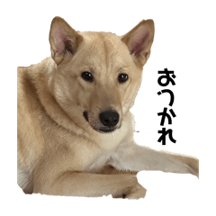 [LINEスタンプ] 雑種犬ガクちゃん