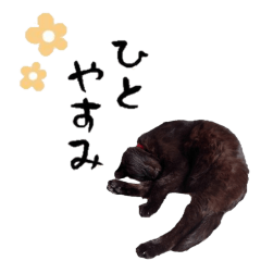 [LINEスタンプ] 猫のおたま