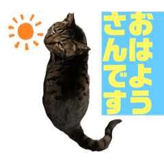 [LINEスタンプ] 我が家のおネコさま