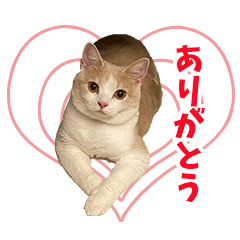 [LINEスタンプ] スコティッシュのルナちゃん