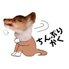 [LINEスタンプ] しずおか犬