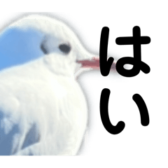 [LINEスタンプ] 遠い目をした鳥