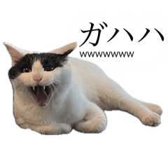 [LINEスタンプ] とってもかわいいニャンズたち
